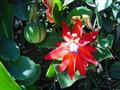 Scarlet passion flower